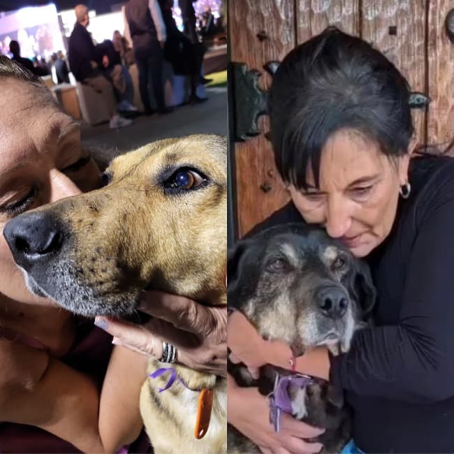Festival solidario familiar para ayudar a 1000 perritos