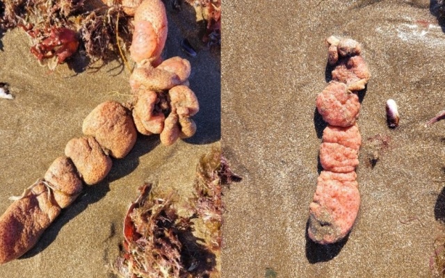 Papas de mar, los organismos que colmaron las playas del sur de Mar del Plata