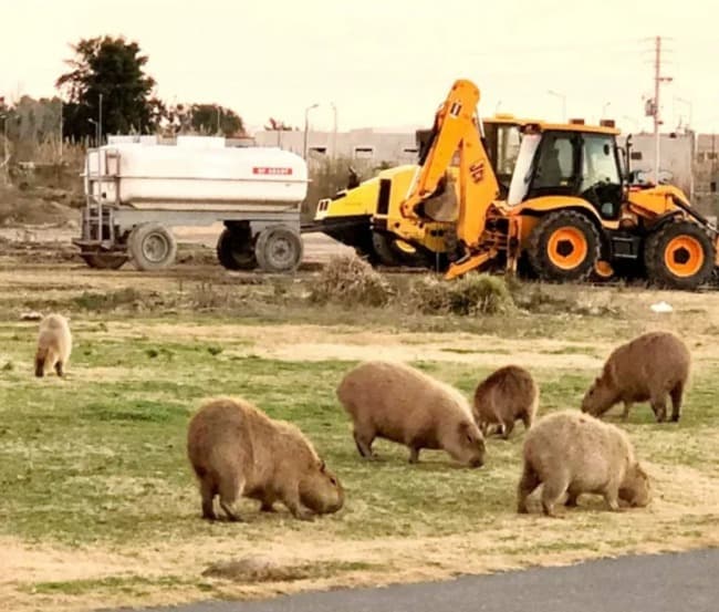 Leia La cautelar que protegía a los carpinchos en Nordelta fue revocada