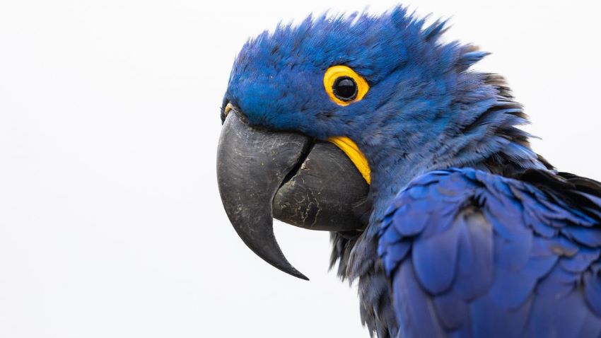 Una bióloga salvó del peligro de extinción al guacamayo azul con nidos artificiales