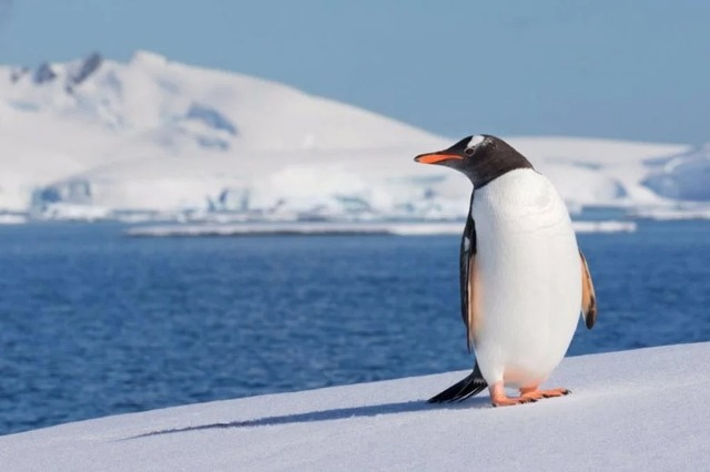 Los pingüinos son clave para reciclar el hierro en las aguas de la Antártida
