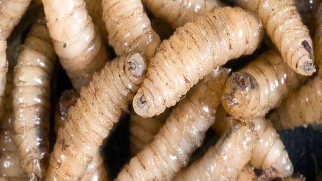 Estados Unidos suspende la importación de ganado mexicano por la amenaza del gusano barrenador