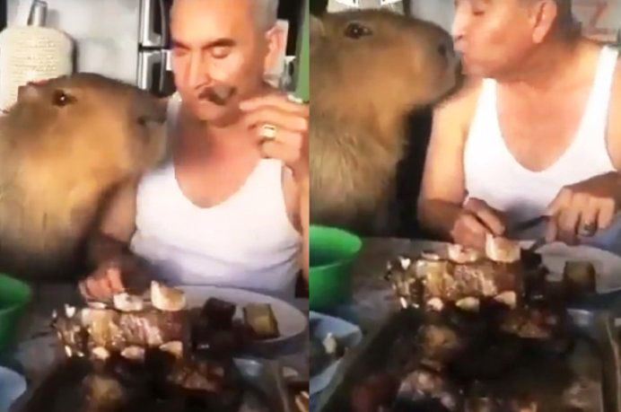 Viral: un carpincho se sumó al asado en la mesa familiar 