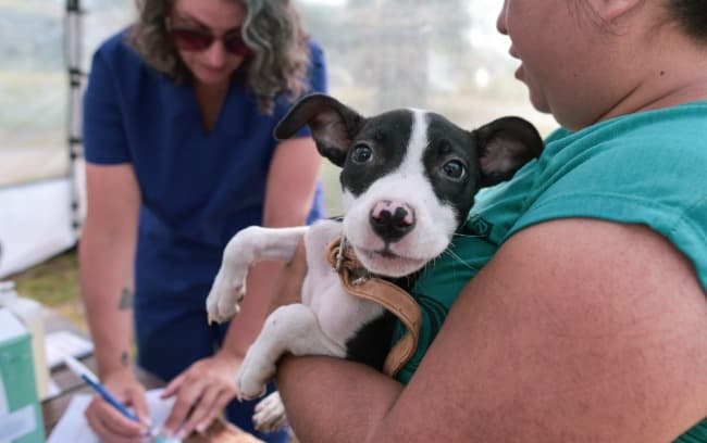 Leia Nuevas ubicaciones de los quirófanos móviles para animales