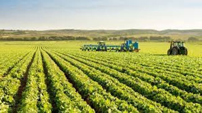 Bajos rindes en el campo: redujeron la estimación de cosecha de maíz, sorgo y trigo
