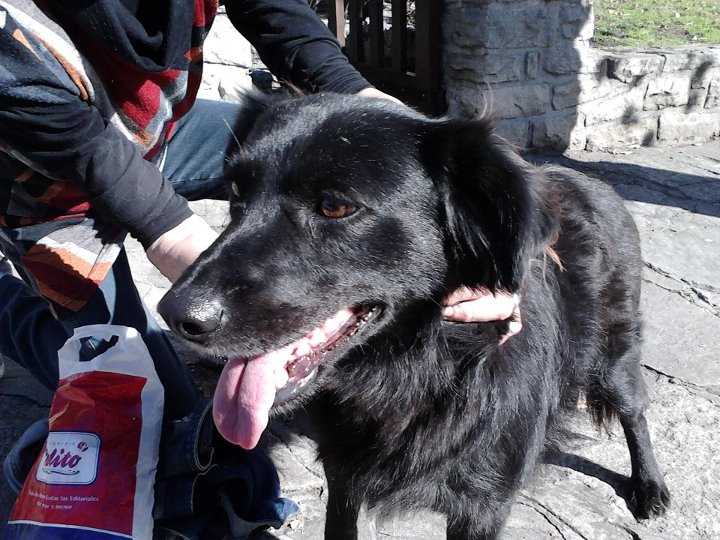 ¿Cómo saber si tu perro está envejeciendo?