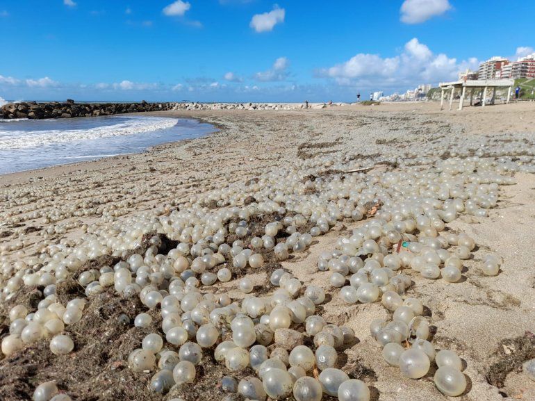 Otra vez Los huevos de Caracol volvieron a aparecer en la Costa Marplatense