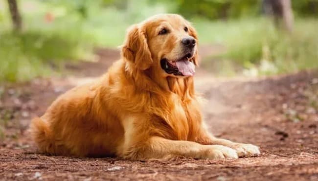 Leia Los 10 países con más perros en el mundo: el puesto que ocupa Argentina te va a sorprender