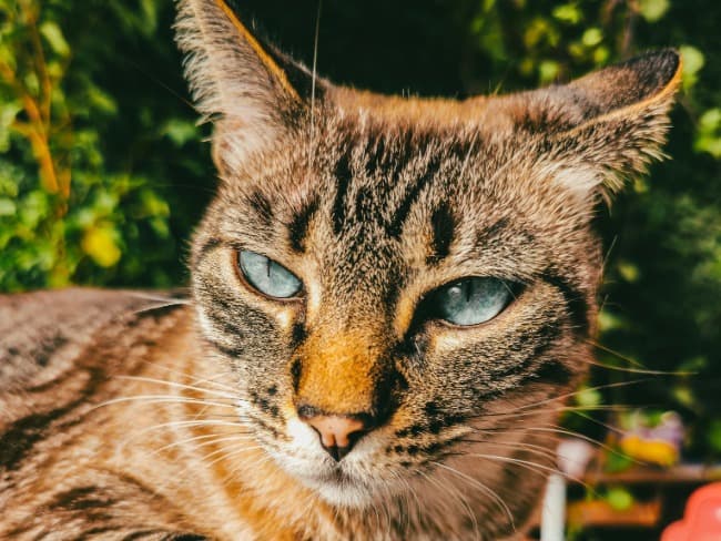 Nuevas ubicaciones de los quirófanos móviles para animales