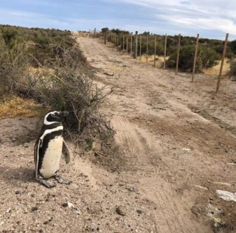 Presentarán una denuncia penal por la matanza de pingüinos