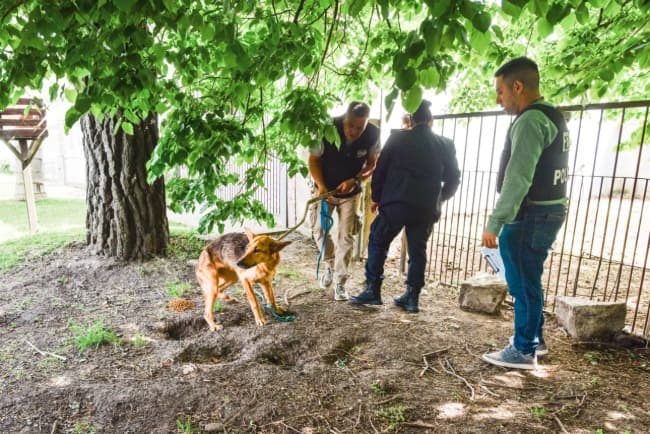 Leia El Municipio retiró 18 perros por estado de abandono en dos viviendas
