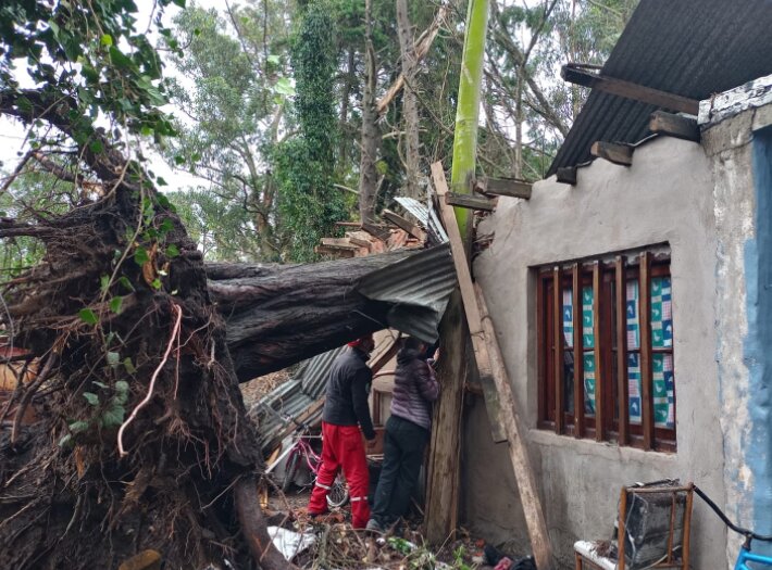 Un árbol cayó sobre su casa producto del viento y la destruyó