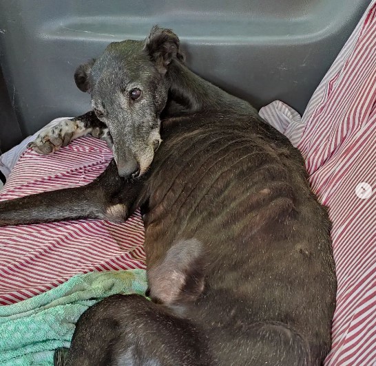 Danos una Pata necesita ayuda: “Debemos casi $200 mil pesos entre veterinaria y alimentos”