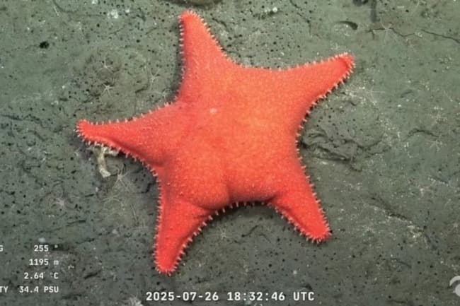 Qué se sabe sobre la estrella de mar «culona» hallada en Mar del Plata