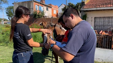 Realizan operativos para evitar la presencia de caballos sueltos en la vía pública