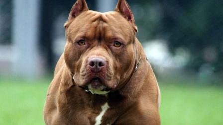 Un pitbull mató a otro perro, causó destrozos en una casa y fue baleado por la policía