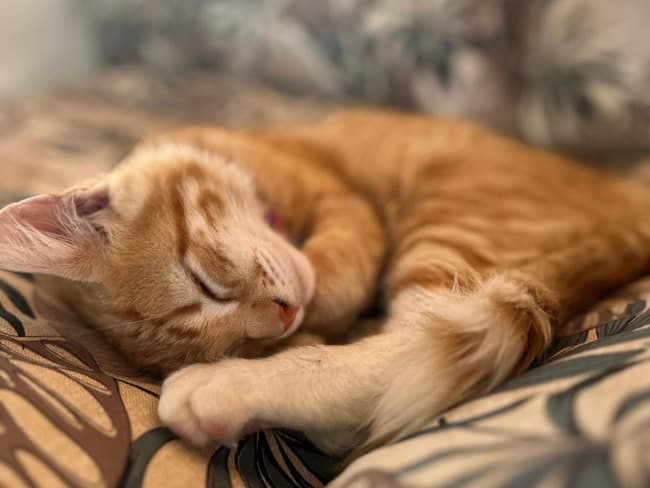 Leia Nuevas ubicaciones de los quirófanos móviles para animales