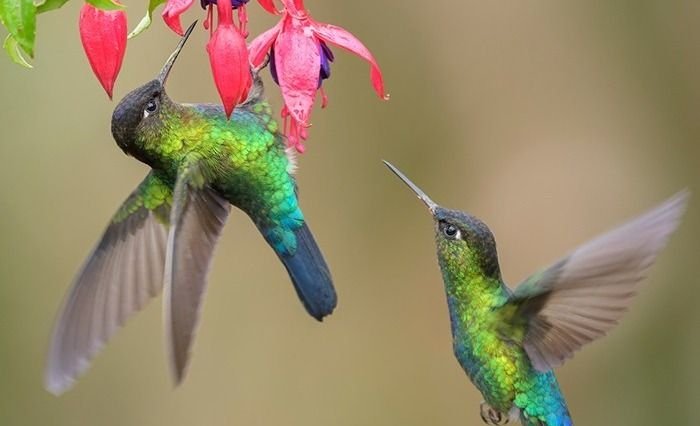 En Cariló abrirán el primer Jardín de Colibríes