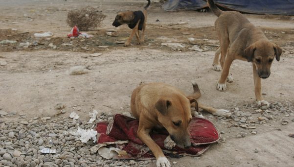 Alta Gracia bajará los impuestos a quienes adopten perros callejeros