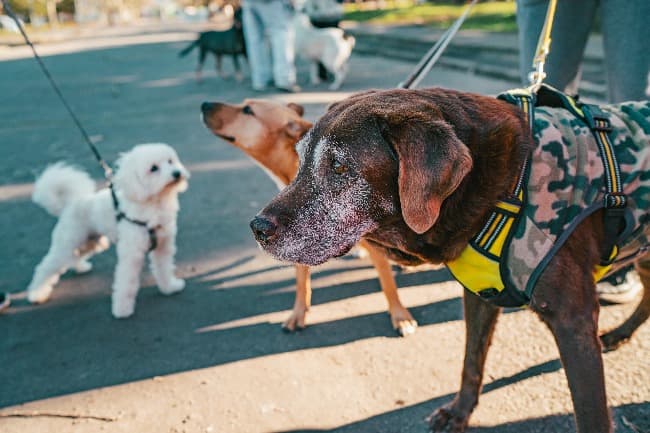 El Municipio lanza la campaña de difusión “Tu mascota héroe