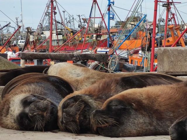 Tras un mes de trabajo, alejaron a 300 lobos marinos de la banquina del puerto