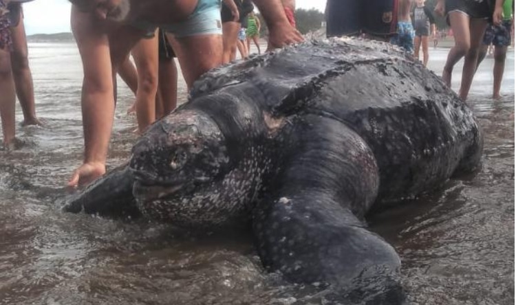 Insólito nunca Visto:  Apareció una tortuga gigante entremedio de los bañistas