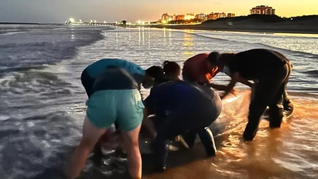 Leia Sorpresa en La Costa: hallan a un zifio, uno de los cetáceos menos conocidos del mundo