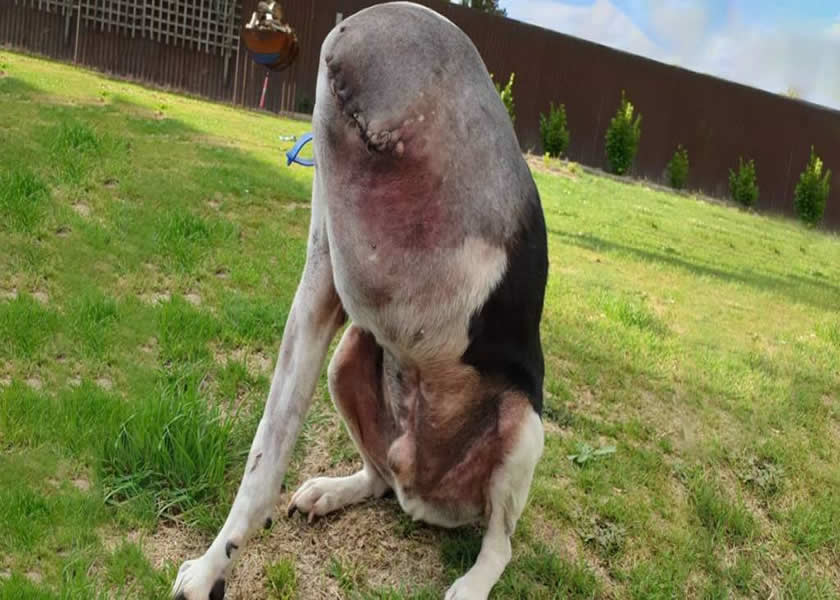 Esta extraña foto de un perro está confundiendo a todo el Internet