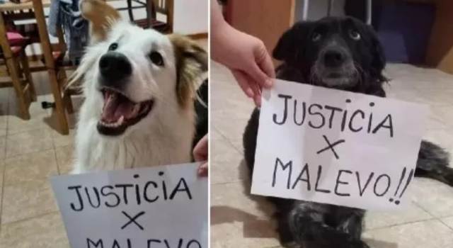 #justiciapormalevo: crece la indignación y la campaña contra el militar 