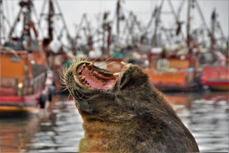 Liberaron un lobo marino atrapado en Mar del Plata