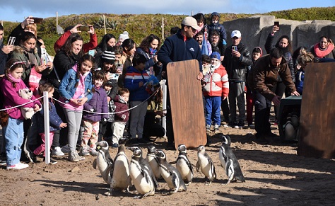 Recuperaron y liberaron a 13 pingüinos de Magallanes