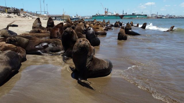 Especialistas aseguran que la salud humana y la animal están cada día más conectadas