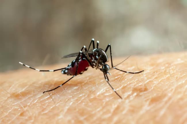 Leia Fiebre chikungunya: se notificaron 51 nuevos casos