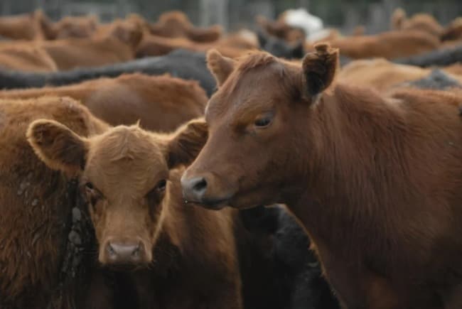 La faena bovina cae a su nivel más bajo en diez años
