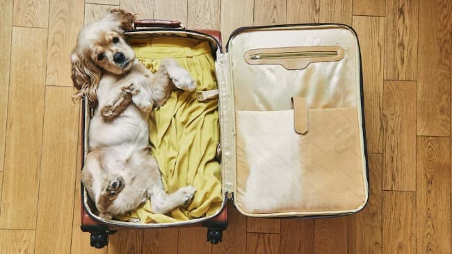 De ahora en más, las mascotas podrán viajar en trenes y micros de larga distancia
