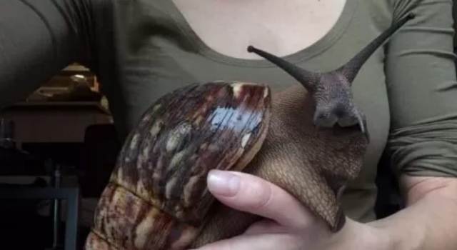 Caracol gigante dejó a casi medio millón de personas en cuarentena