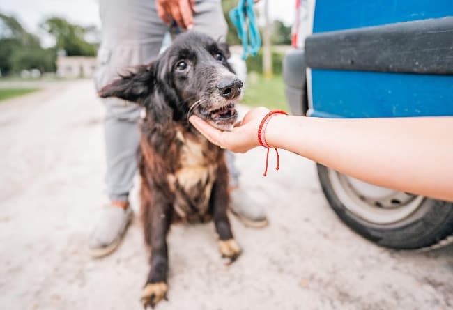 El Municipio rescató doce animales víctimas de maltrato del barrio Las Dalias  
