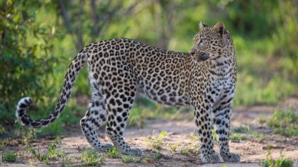  Un leopardo mato a un nene de dos años en una reserva natural de Sudafrica