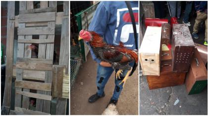 Organizaba riñas de gallos en Florencio Varela y usaba una iglesia evangelica de fachada