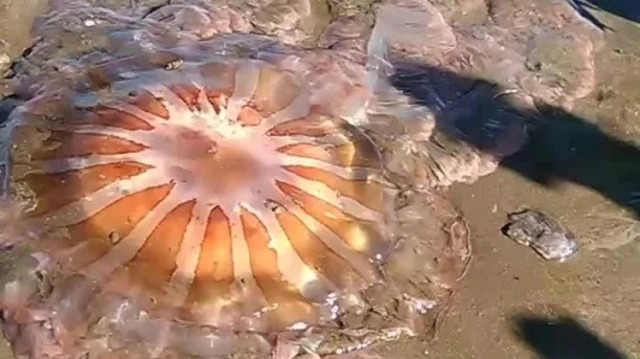 Impresionante hallazgo en las playas del sur de Mar del Plata