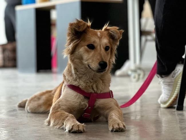 Nuevo cronograma del quirófano móvil para animales