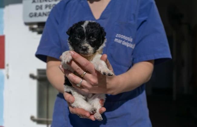 Nuevo cronograma del quirófano móvil para animales