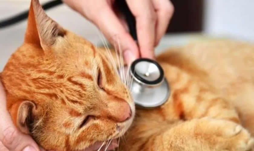 Le hicieron el examen de coronavirus a un gato, dio positivo y quedó internado