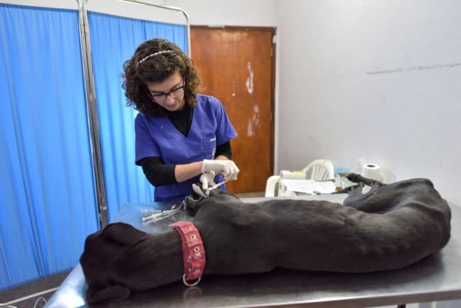 Leia Nuevas ubicaciones de los quirófanos móviles para animales y vacunación antirrábica