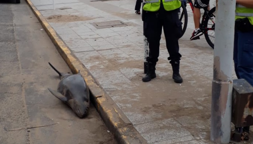 Apareció un delfín muerto sobre la vereda de San Martín y la Costa