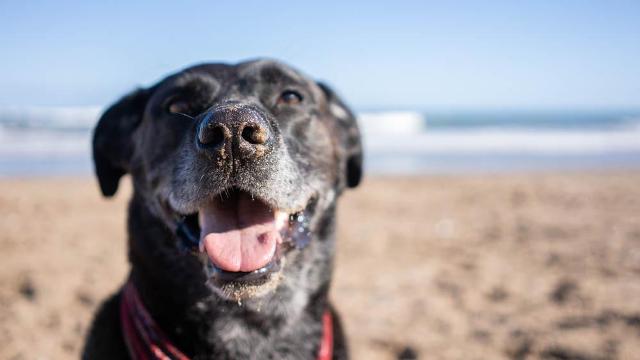 Nuevo cronograma del quirófano móvil para animales