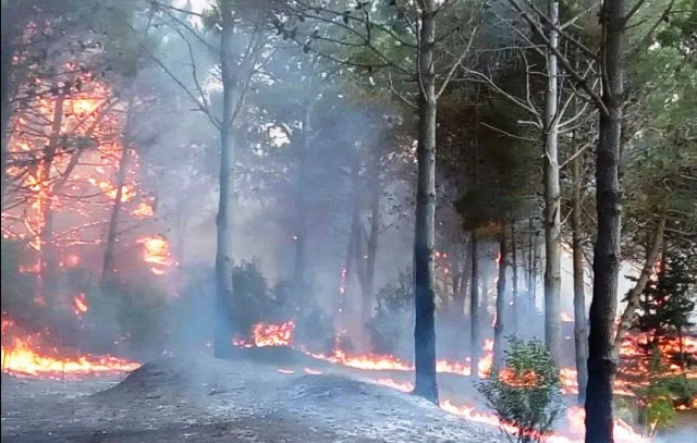 Incendio en Cariló: bomberos trabajan para extinguir las llamas