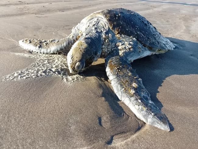 Rescataron una tortuga verde con hipotermia grave, luego de 2 meses volvió al mar