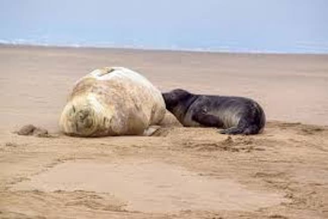 Falleció el cachorro de elefante marino naciod ayer en Punta Mogotes