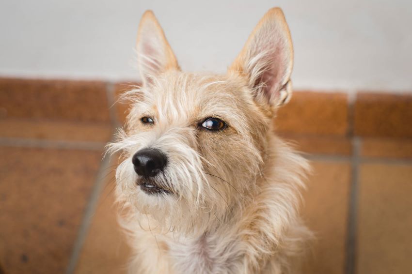 Los perros pueden identificar a malas personas
